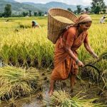 paddy-2